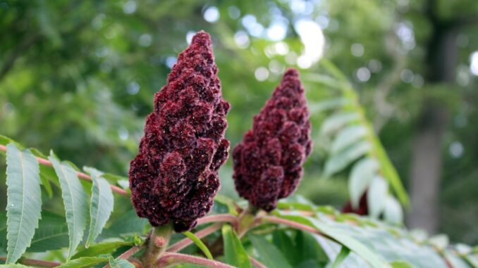Sumac_libanais les bienfaits du Sumac
