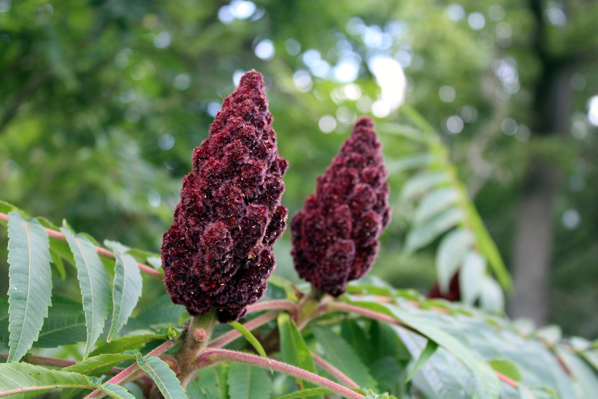 Quels sont les bienfaits du sumac ? Sport Au Travail